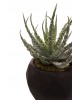 Saksıda Aloe Humilis